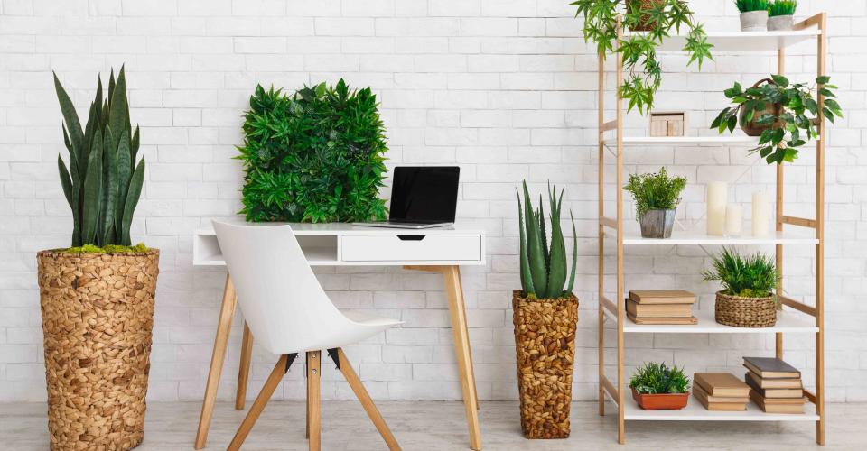 workplace with various plants on the bookshelf KSPUTGF